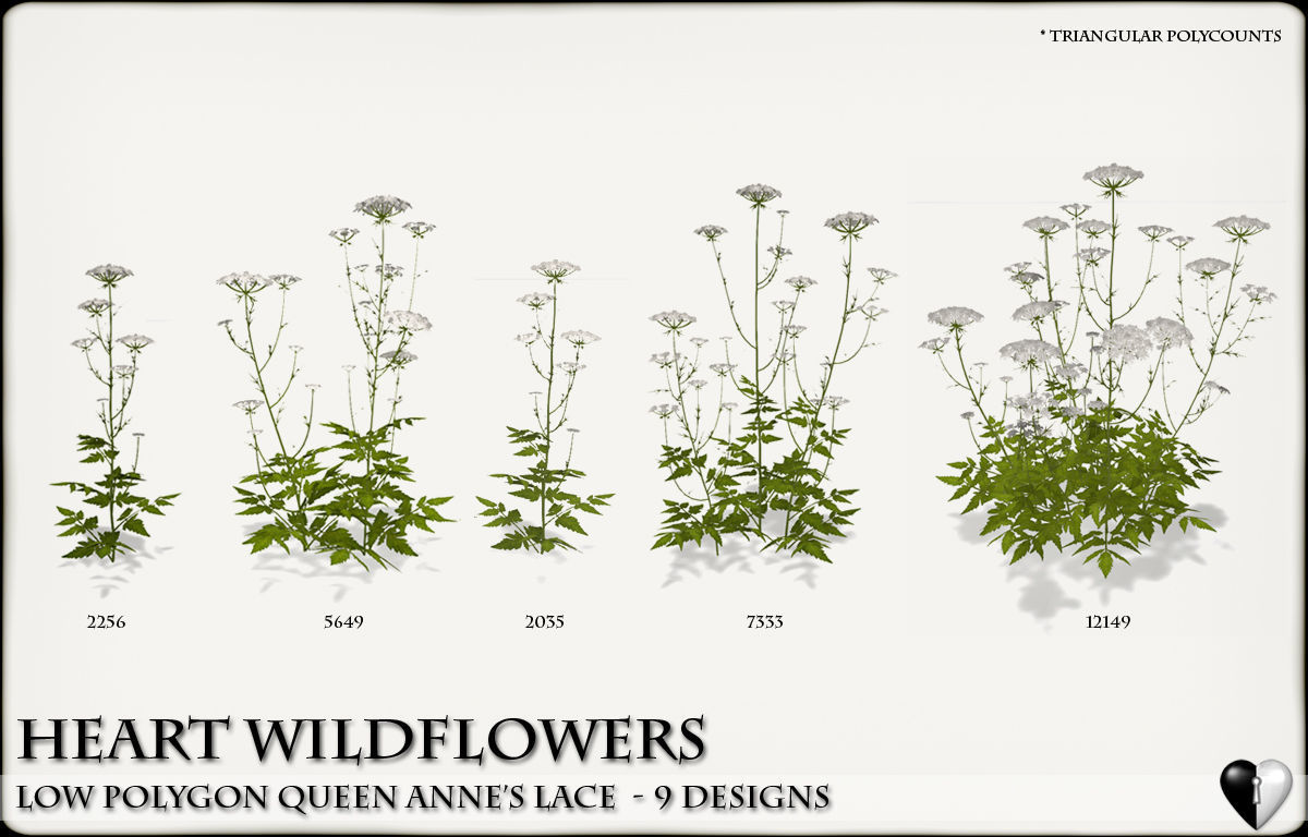 Low Polygon 3D Queen Anne Lace Flowers for Games Low-poly 3D model_2