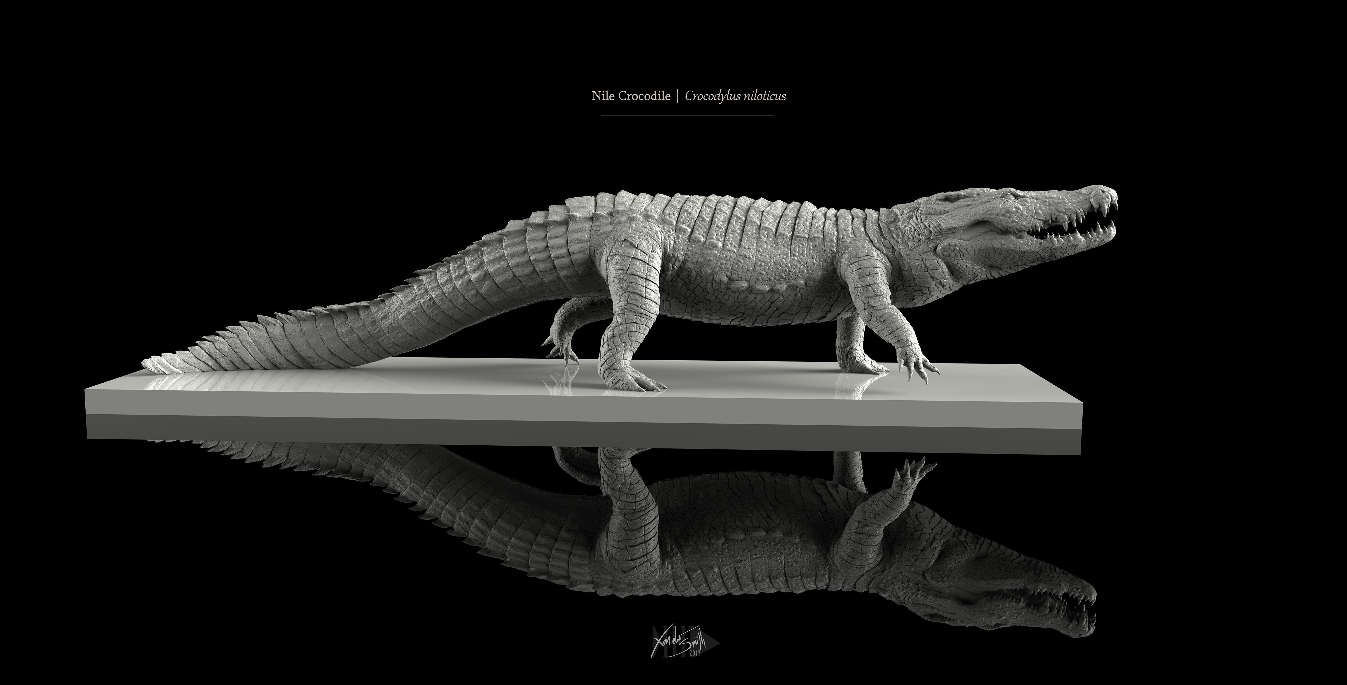 Nile Crocodile Walking Pose 3D Model Decimated 3D model_2