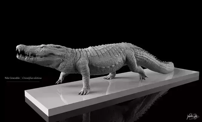 Nile Crocodile Walking Pose 3D Model Decimated 3D model