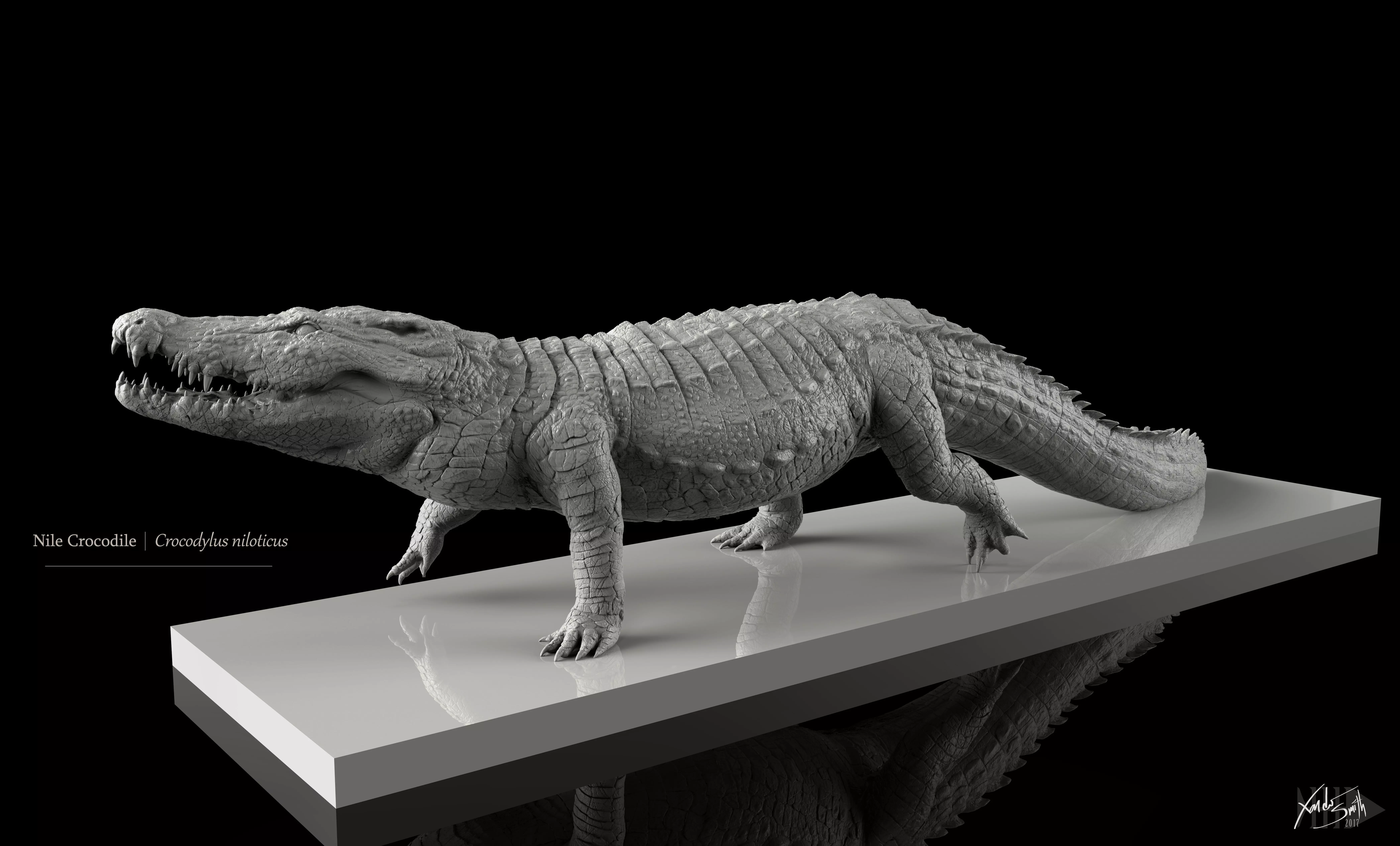 Nile Crocodile Walking Pose 3D Model Decimated 3D model_0