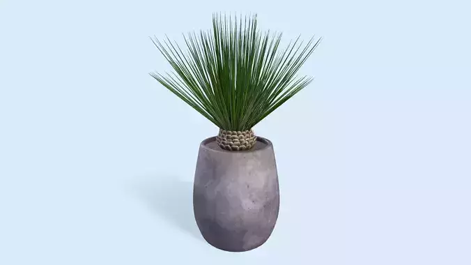 PBR Pot Plant - Dasylirion