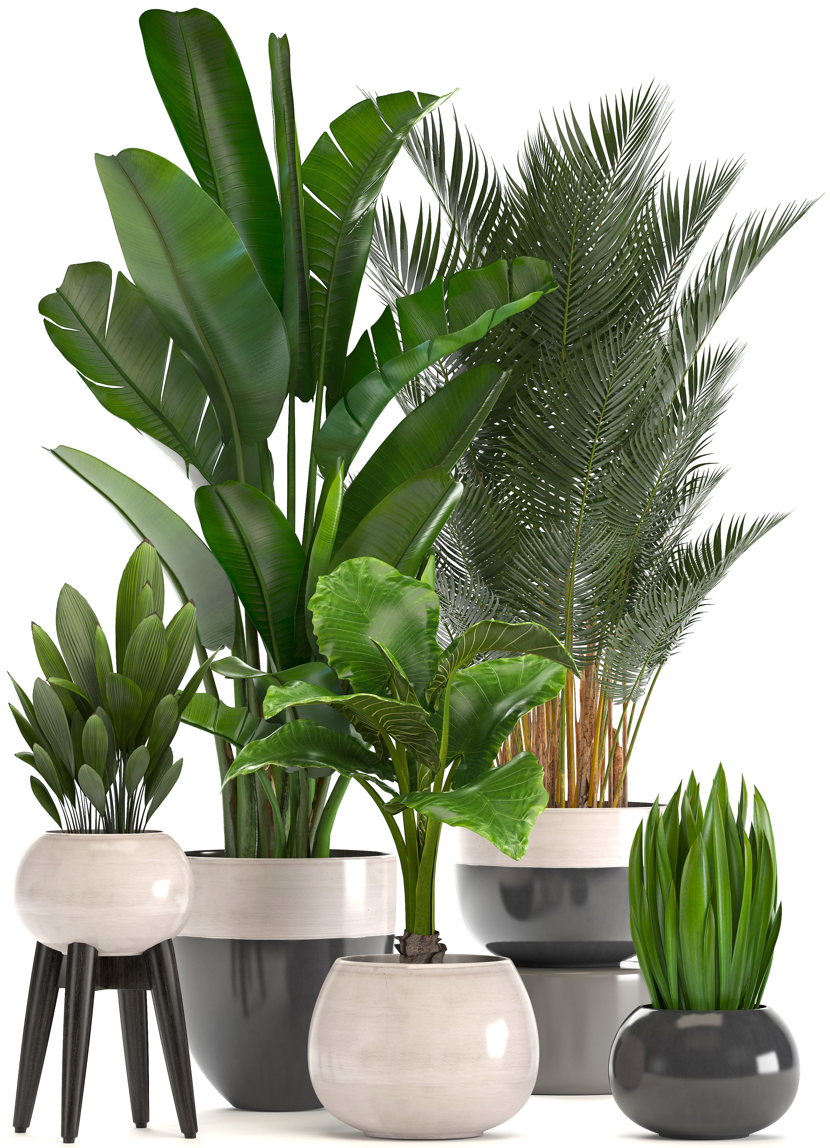 Collection of ornamental plants in pots 3D model_5