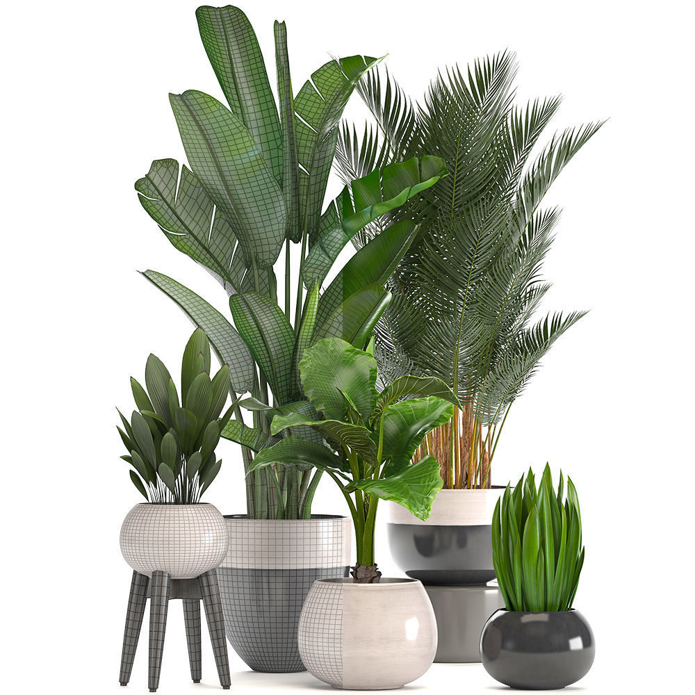 Collection of ornamental plants in pots 3D model_7