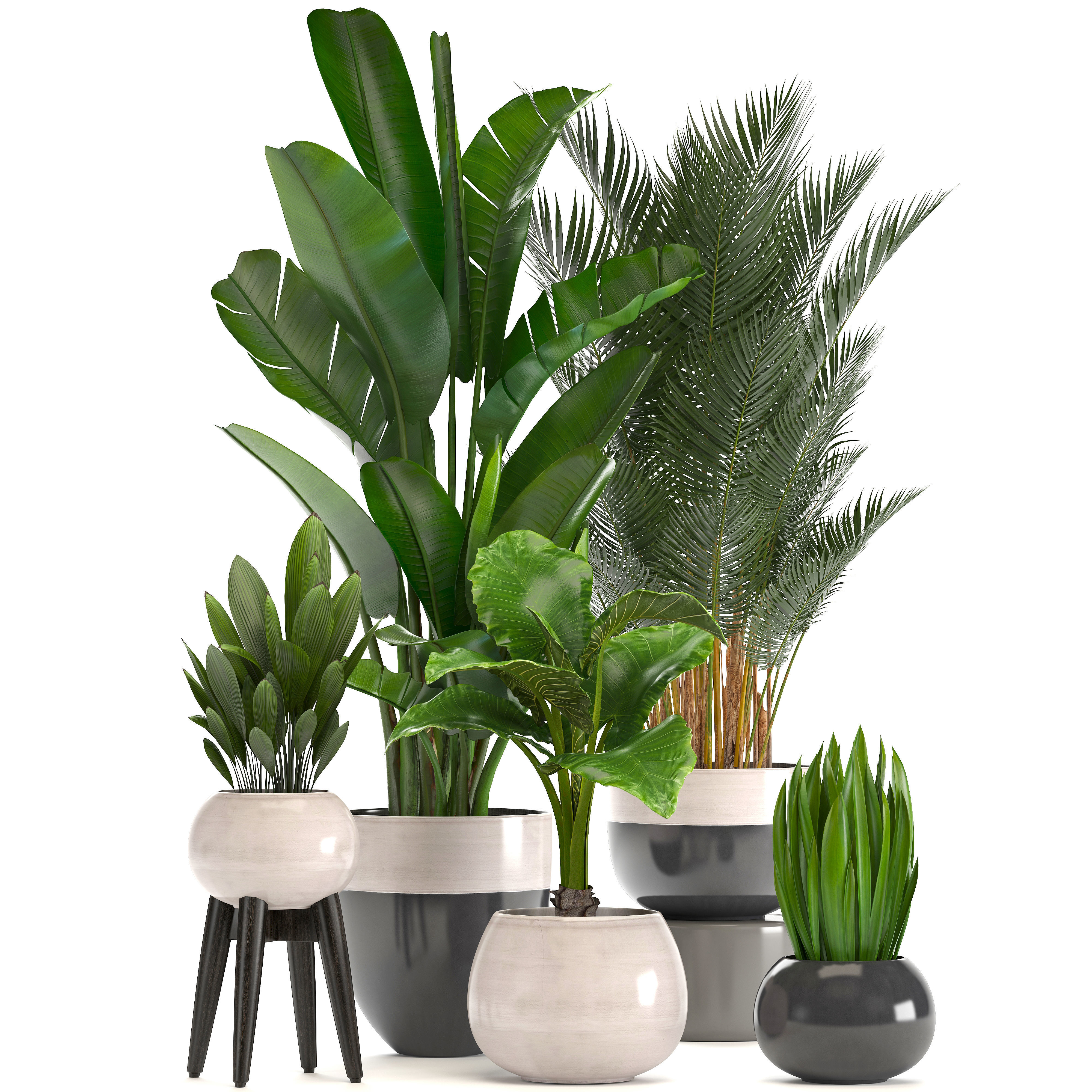 Collection of ornamental plants in pots 3D model_1
