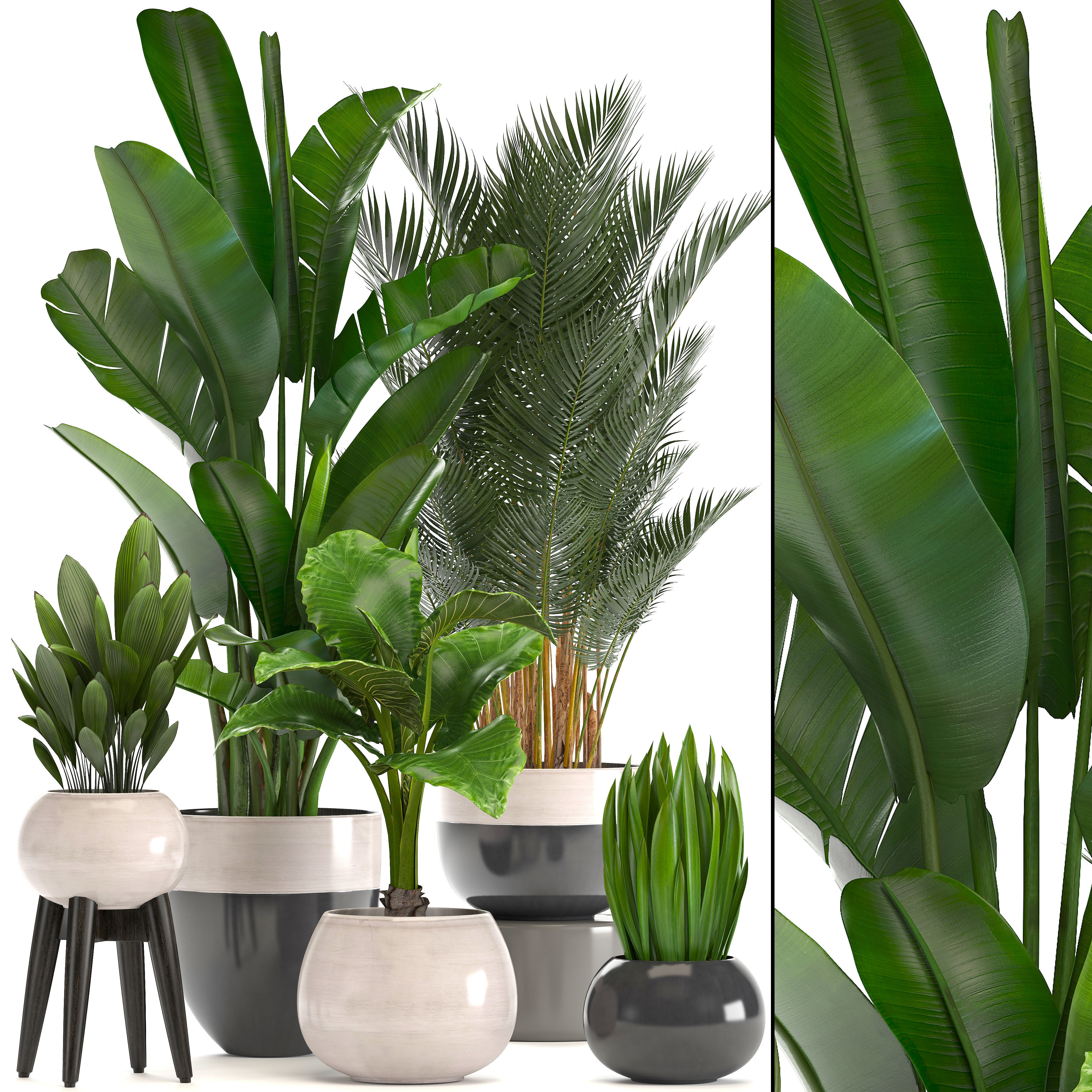 Collection of ornamental plants in pots 3D model_6