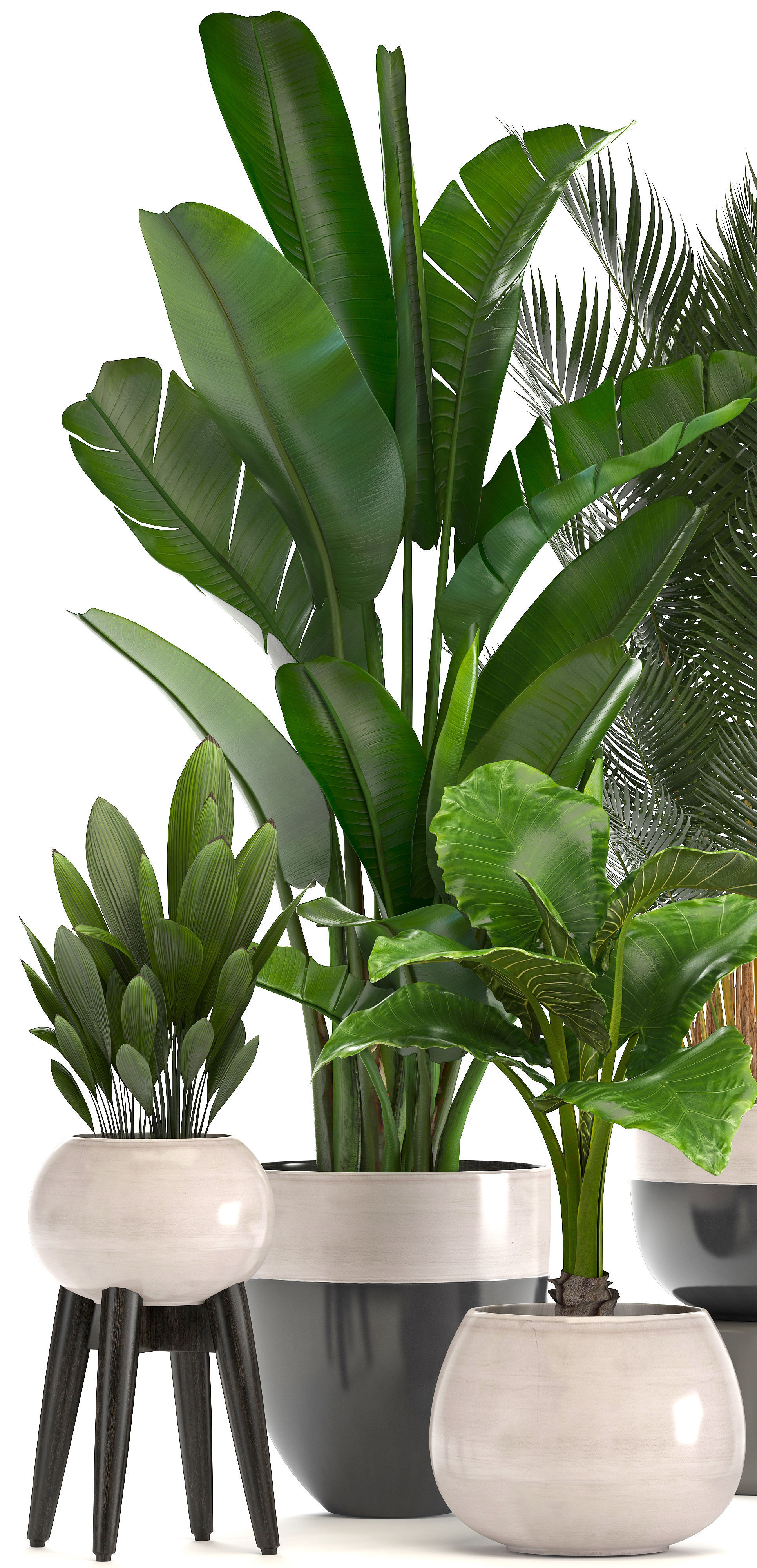 Collection of ornamental plants in pots 3D model_2