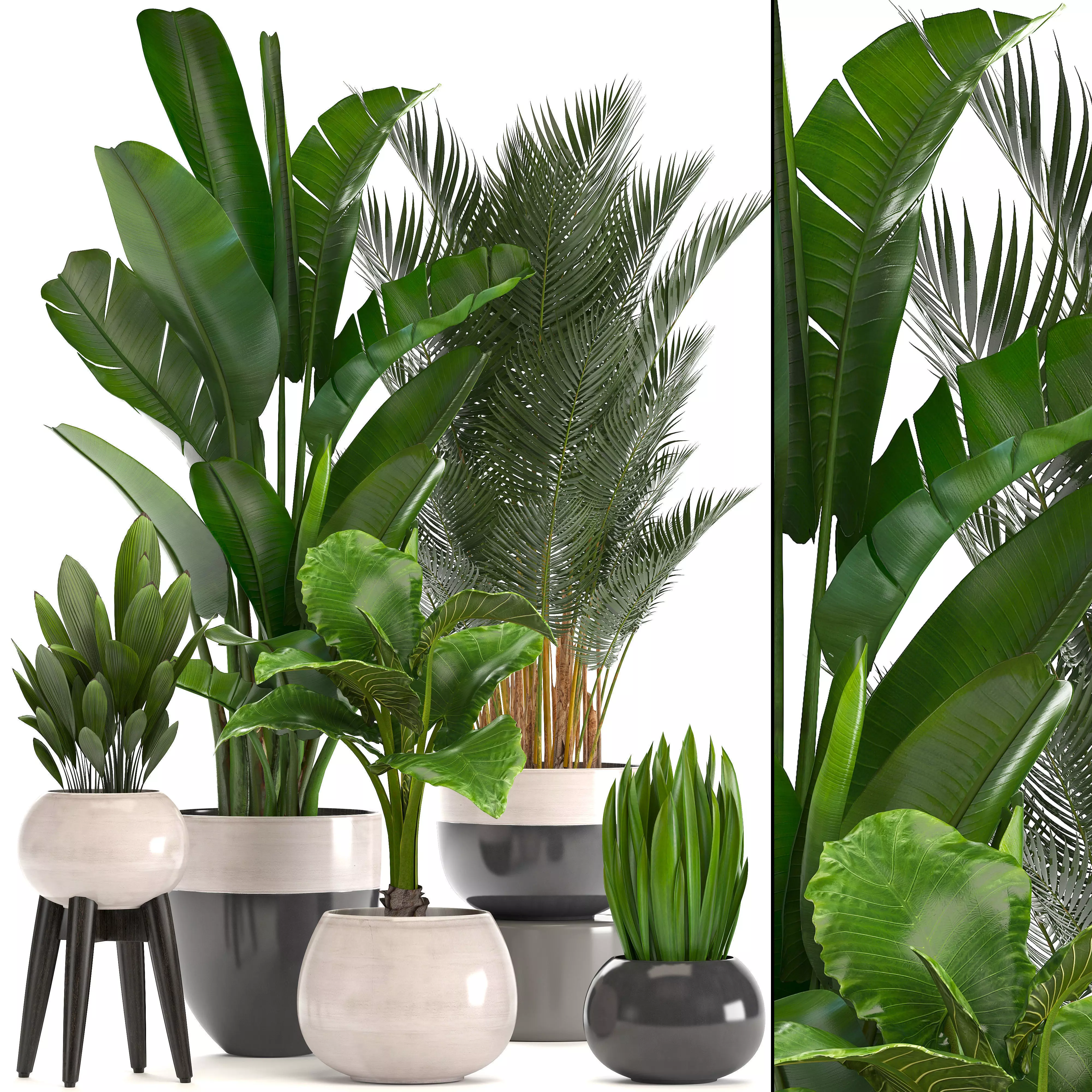 Collection of ornamental plants in pots 3D model_0