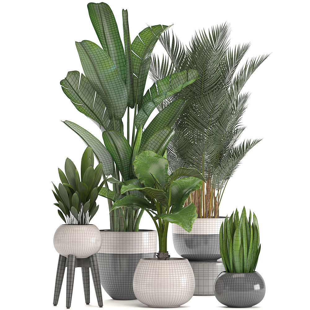 Collection of ornamental plants in pots 3D model_9