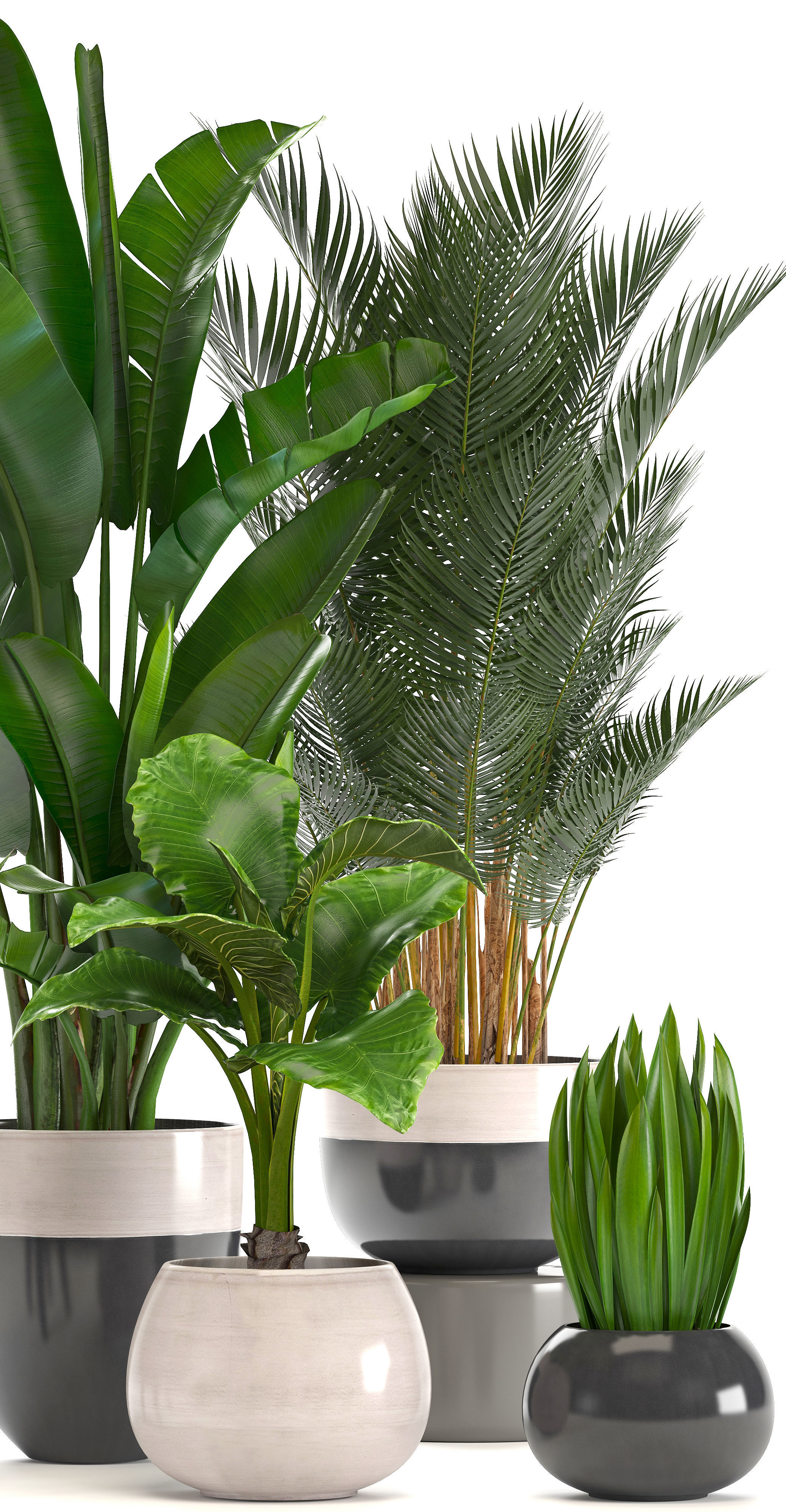 Collection of ornamental plants in pots 3D model_4