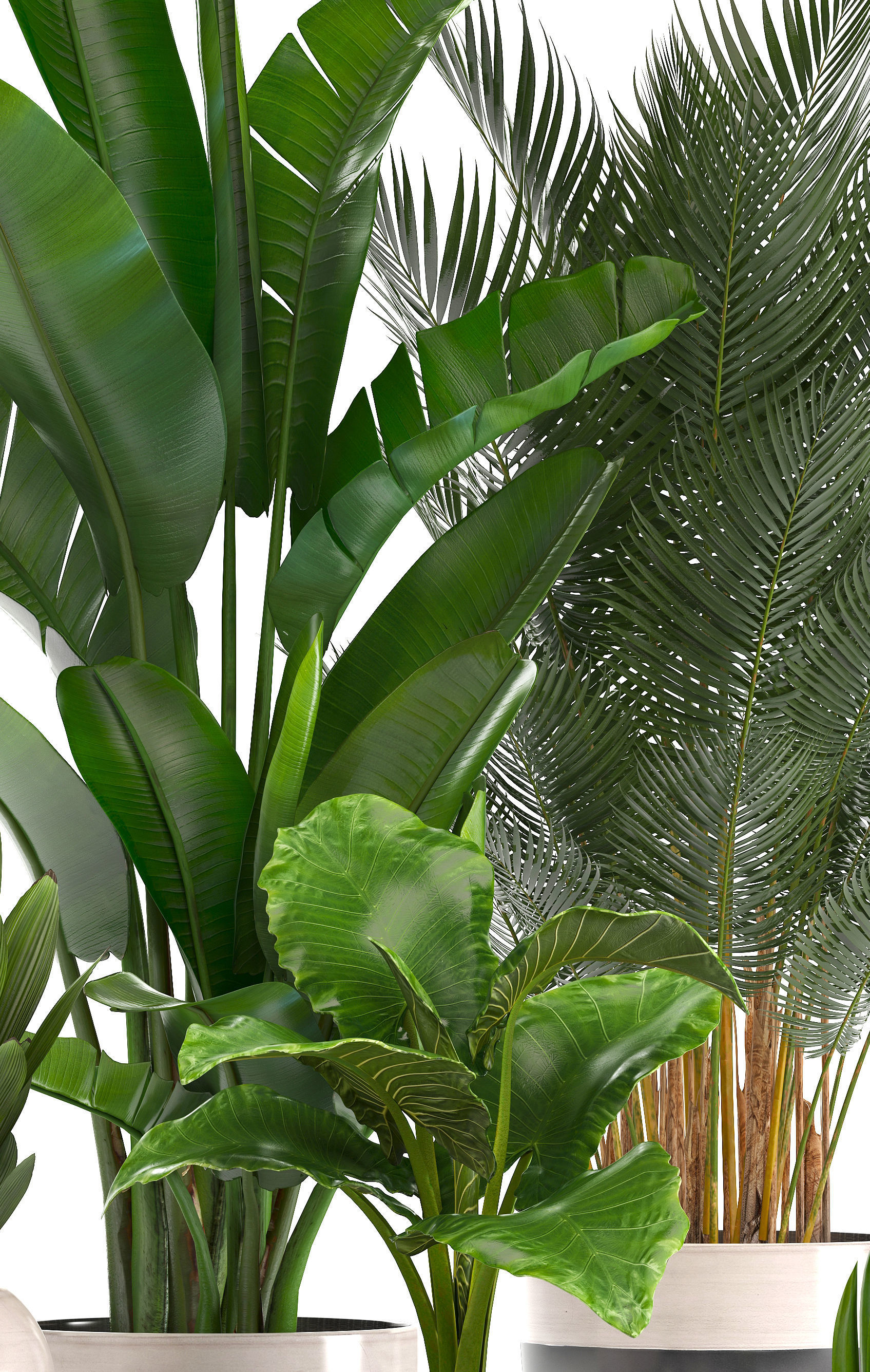 Collection of ornamental plants in pots 3D model_3