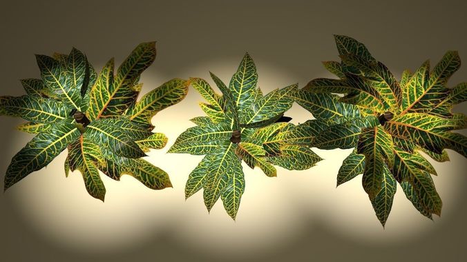  tropical croton bush  3D model