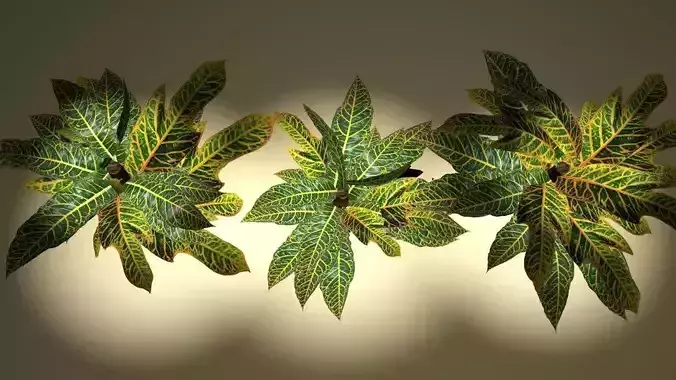  tropical croton bush  3D model