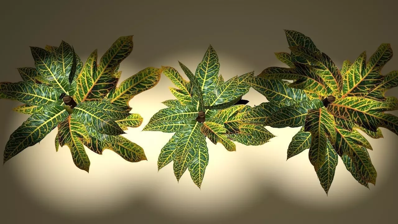 tropical croton bush 3D model