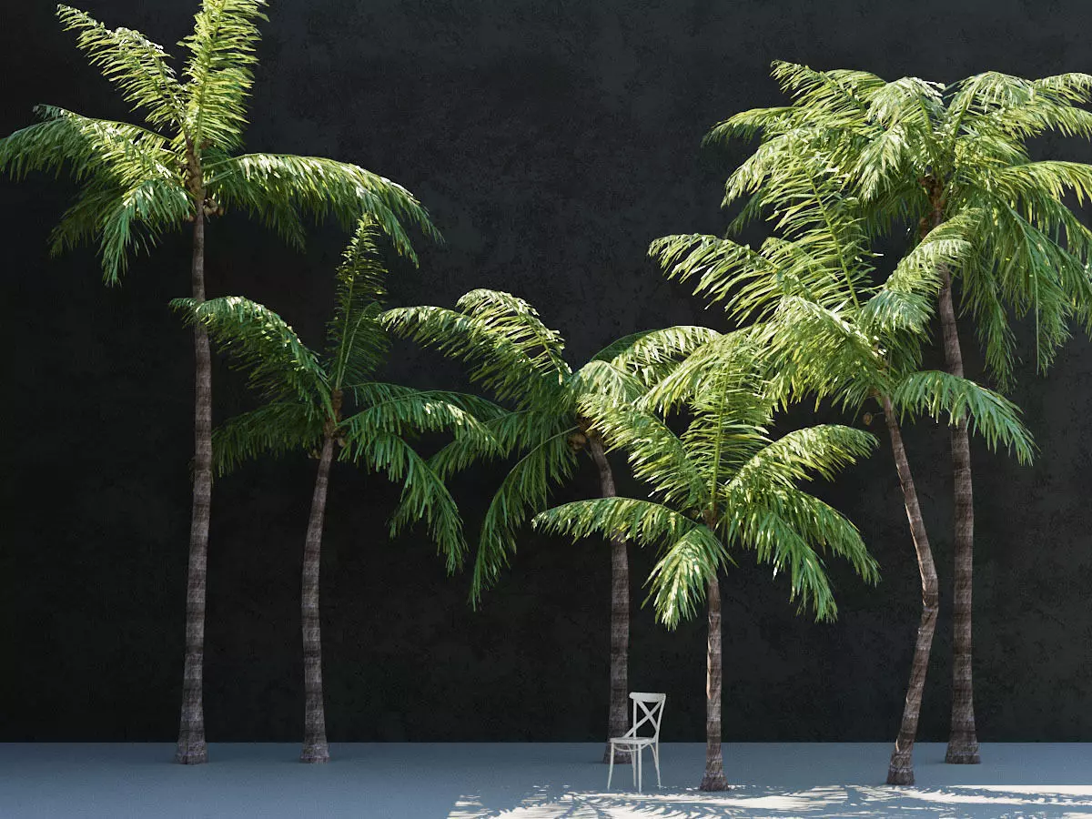 3D Coconut palm  3D model_0