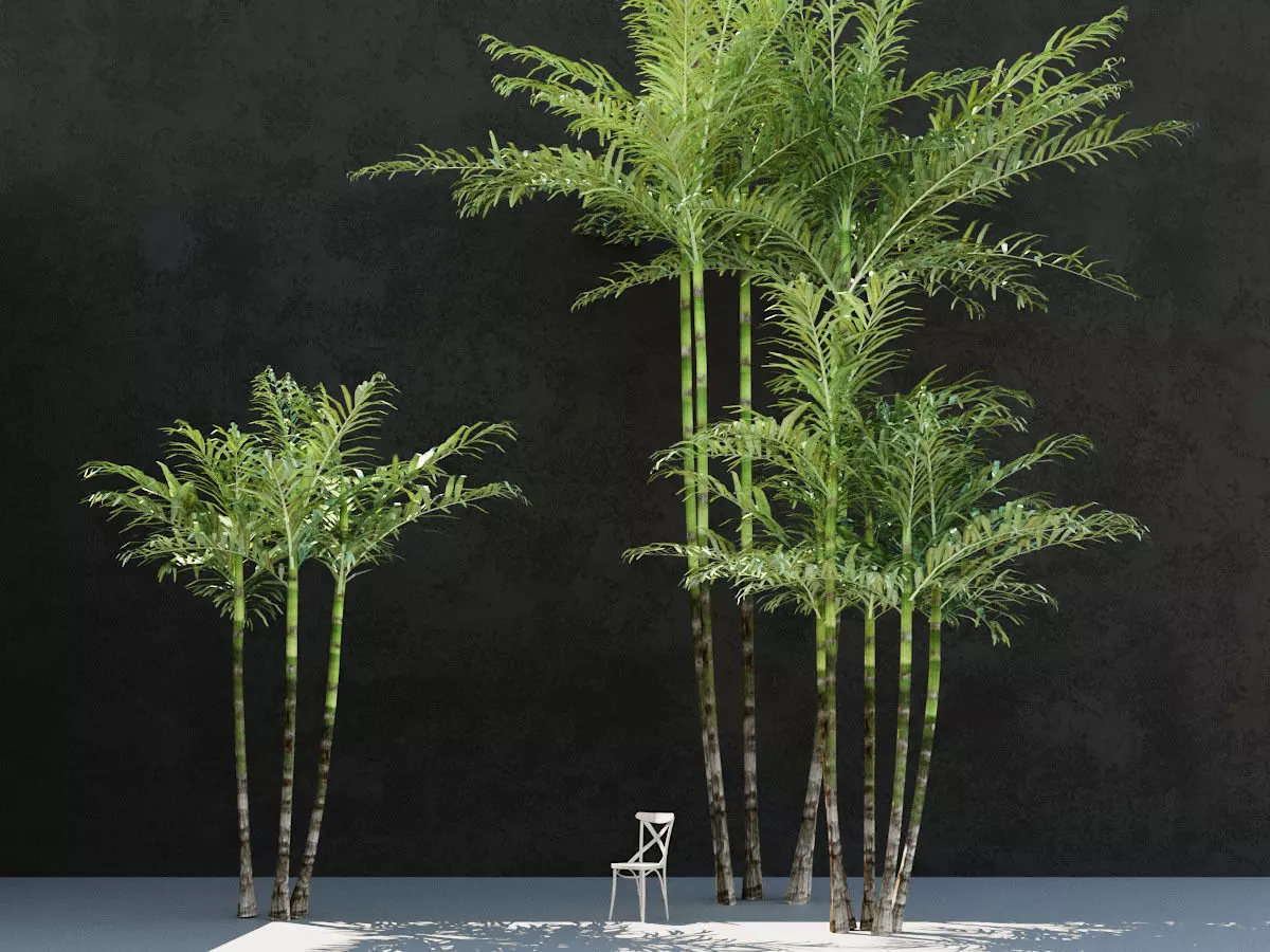 3D Macarthurs Palm 3D model_0