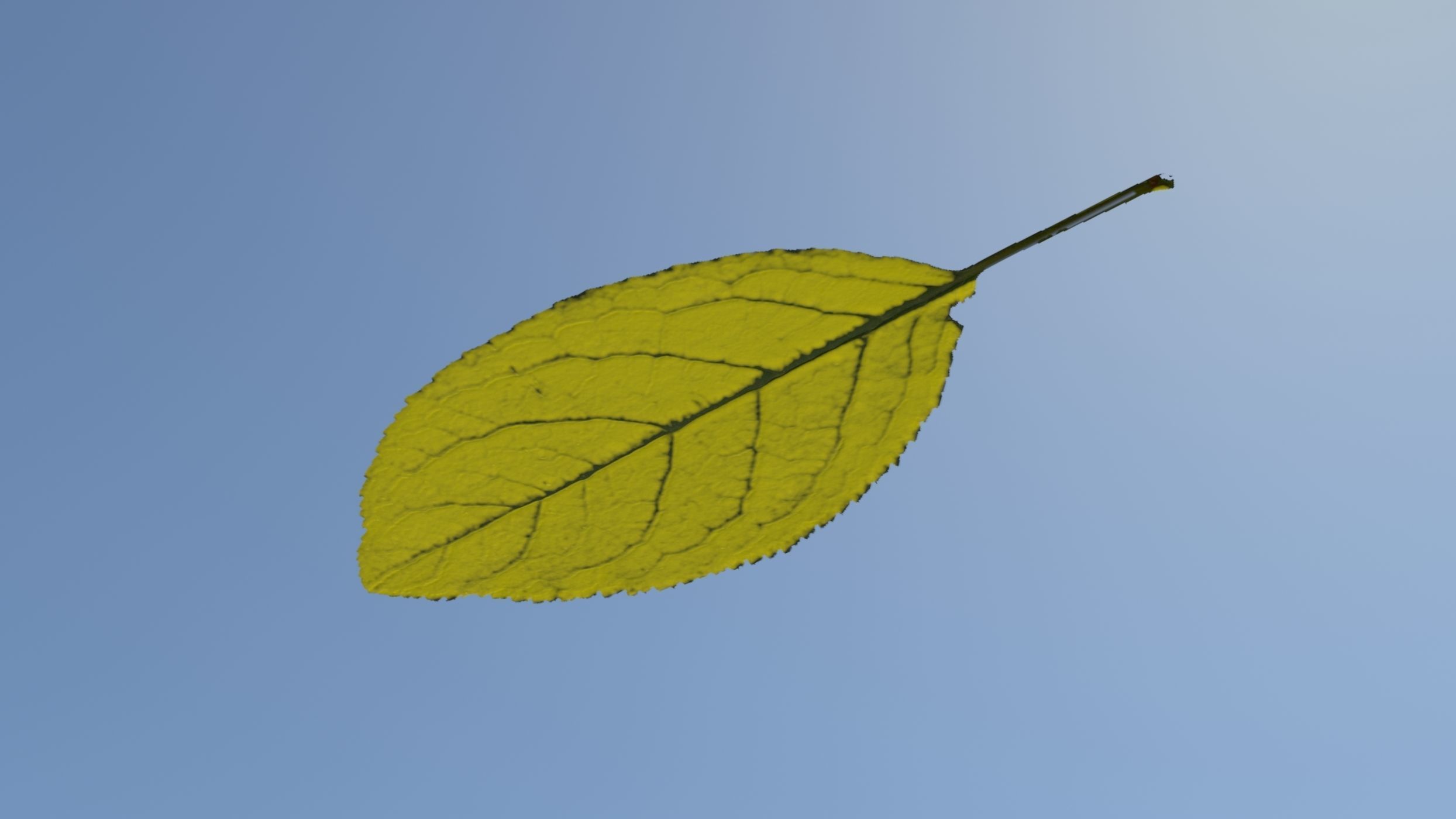 Plum leaf Low-poly 3D model_2