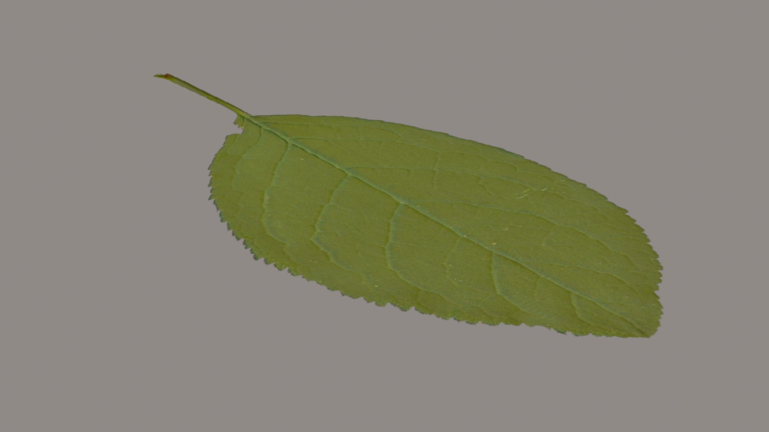Plum leaf Low-poly 3D model_3