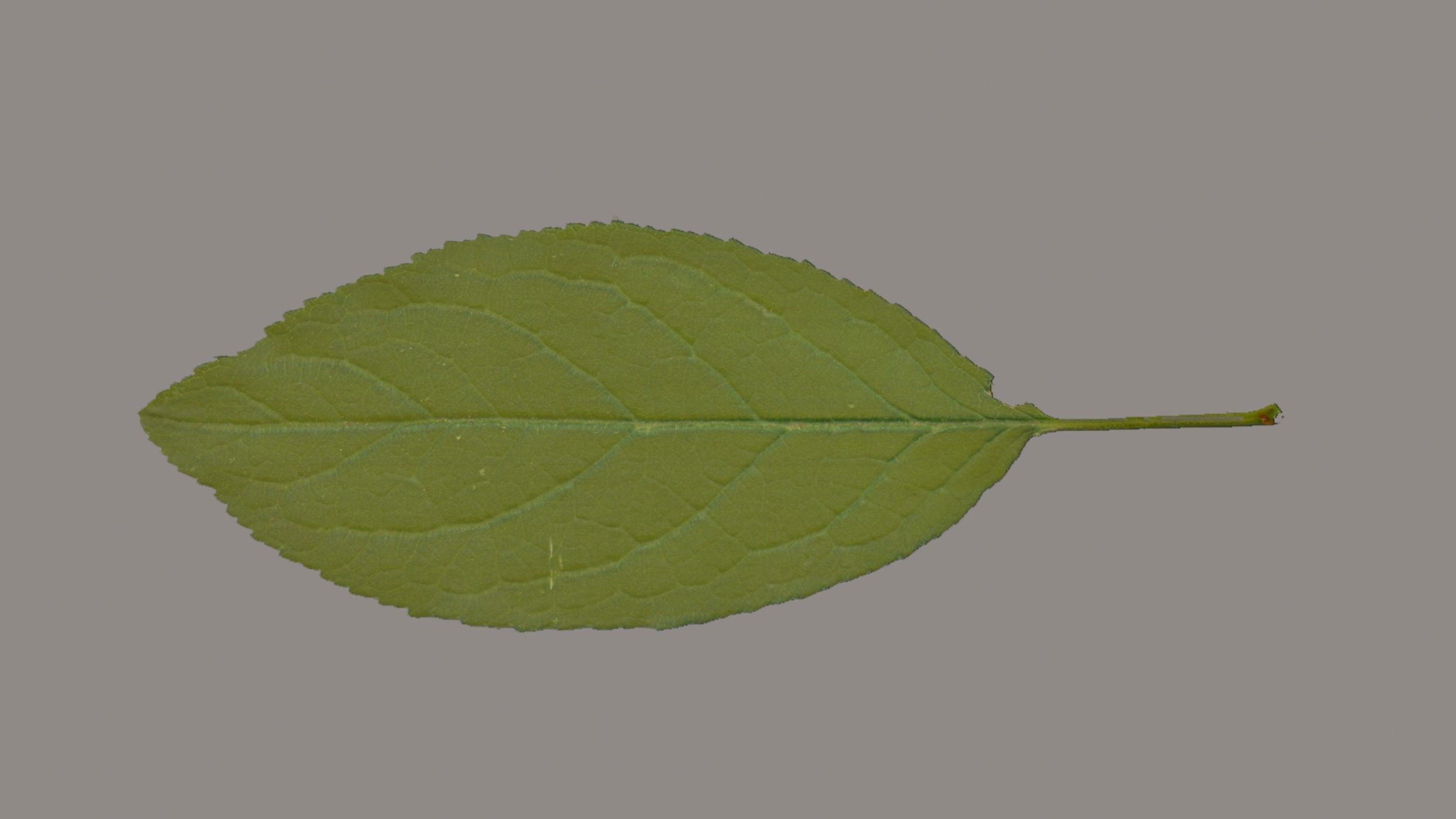 Plum leaf Low-poly 3D model_1