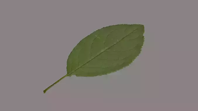 Plum leaf Low-poly 3D model