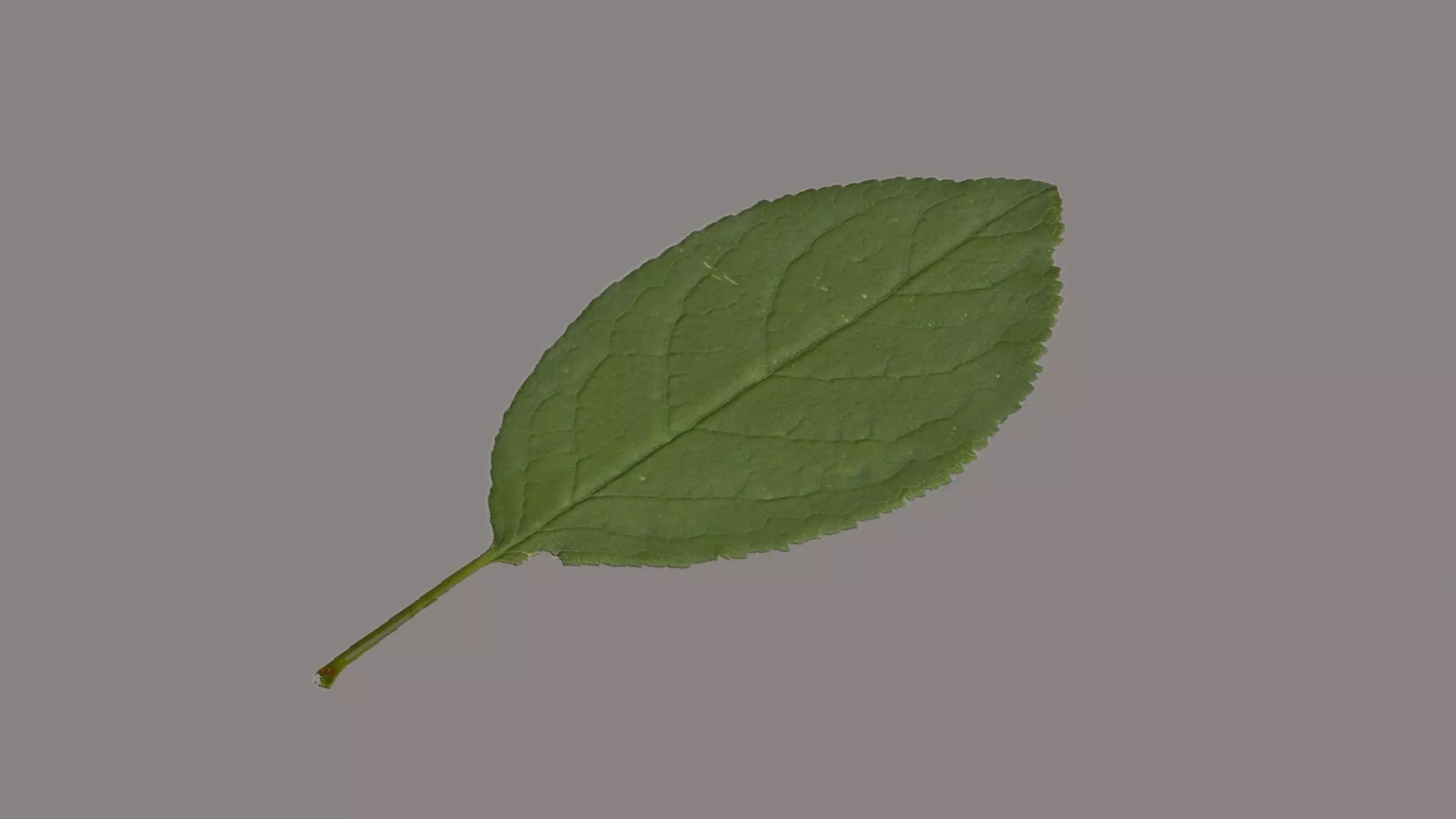 Plum leaf Low-poly 3D model_0