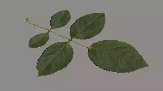 Rose leaf  Low-poly 3D model