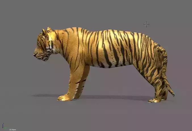 tiger 3D model