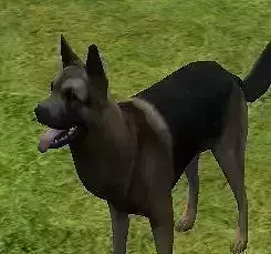 Dog model german shepherd in grass