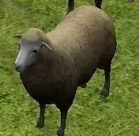 sheep model sims 3D model