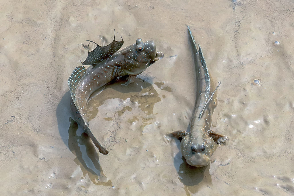 Jump Fish Boleophthalmus Pectinirostris Mudskippers  Low-poly 3D model_12