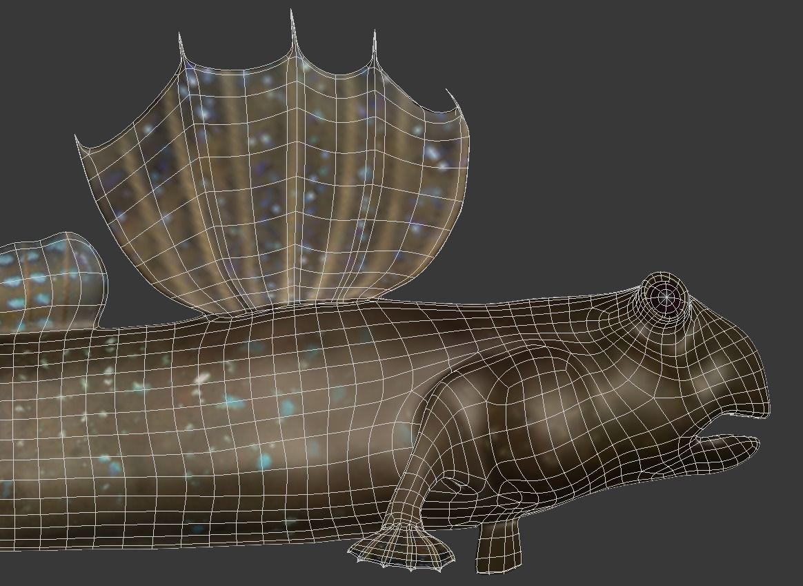 Jump Fish Boleophthalmus Pectinirostris Mudskippers  Low-poly 3D model_8