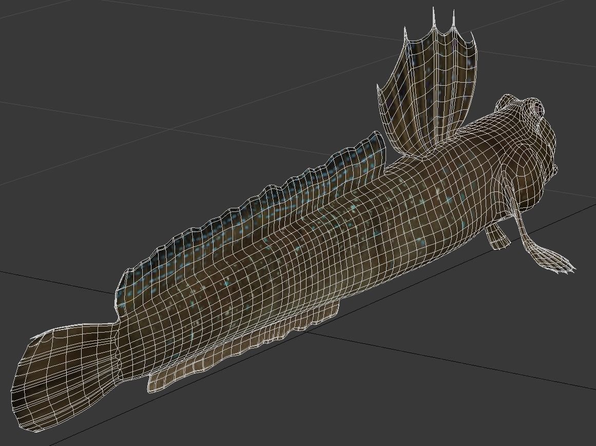 Jump Fish Boleophthalmus Pectinirostris Mudskippers  Low-poly 3D model_7