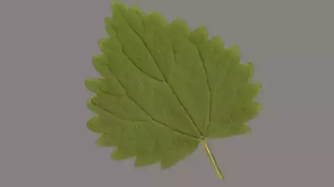 Nettle leaf Low-poly 3D model