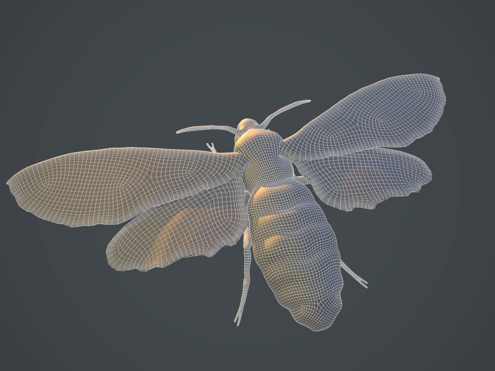 Acherontia Atropos Death Head Hawk Moth PBR 3D model_7