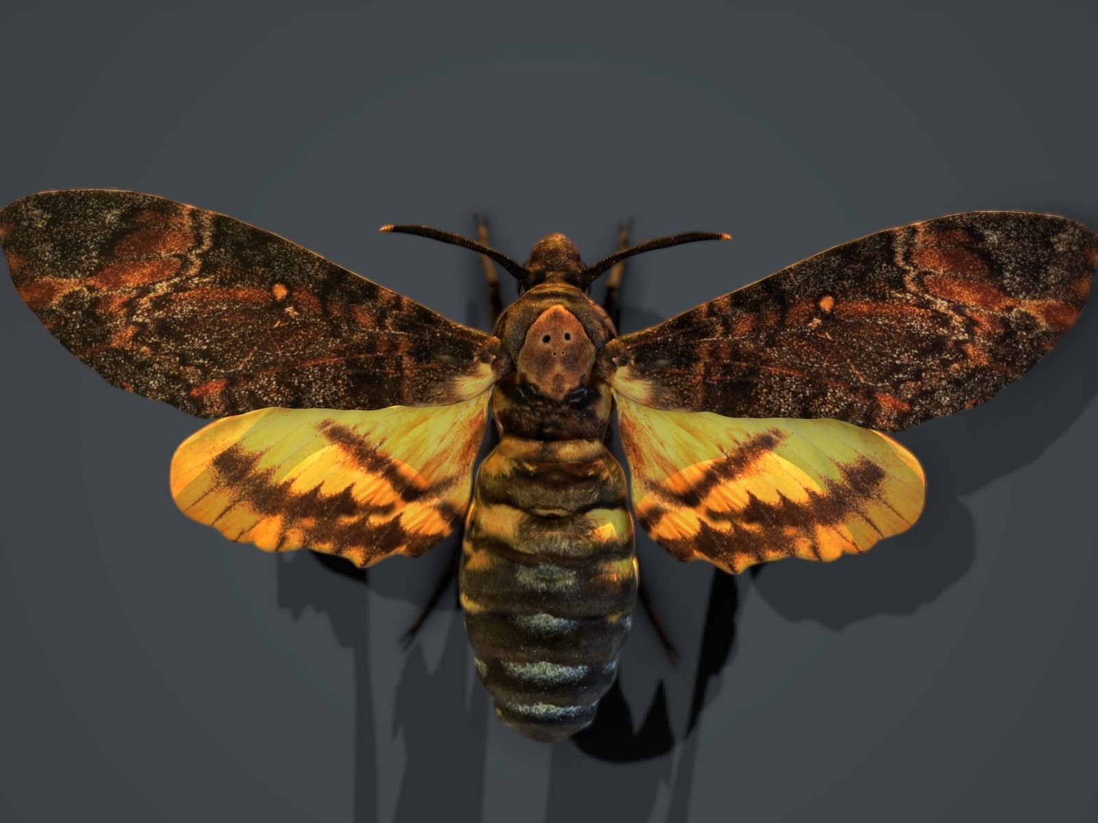 Acherontia Atropos Death Head Hawk Moth PBR 3D model_5