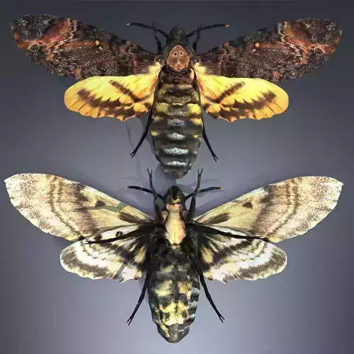 Acherontia Atropos Death Head Hawk Moth PBR 3D model