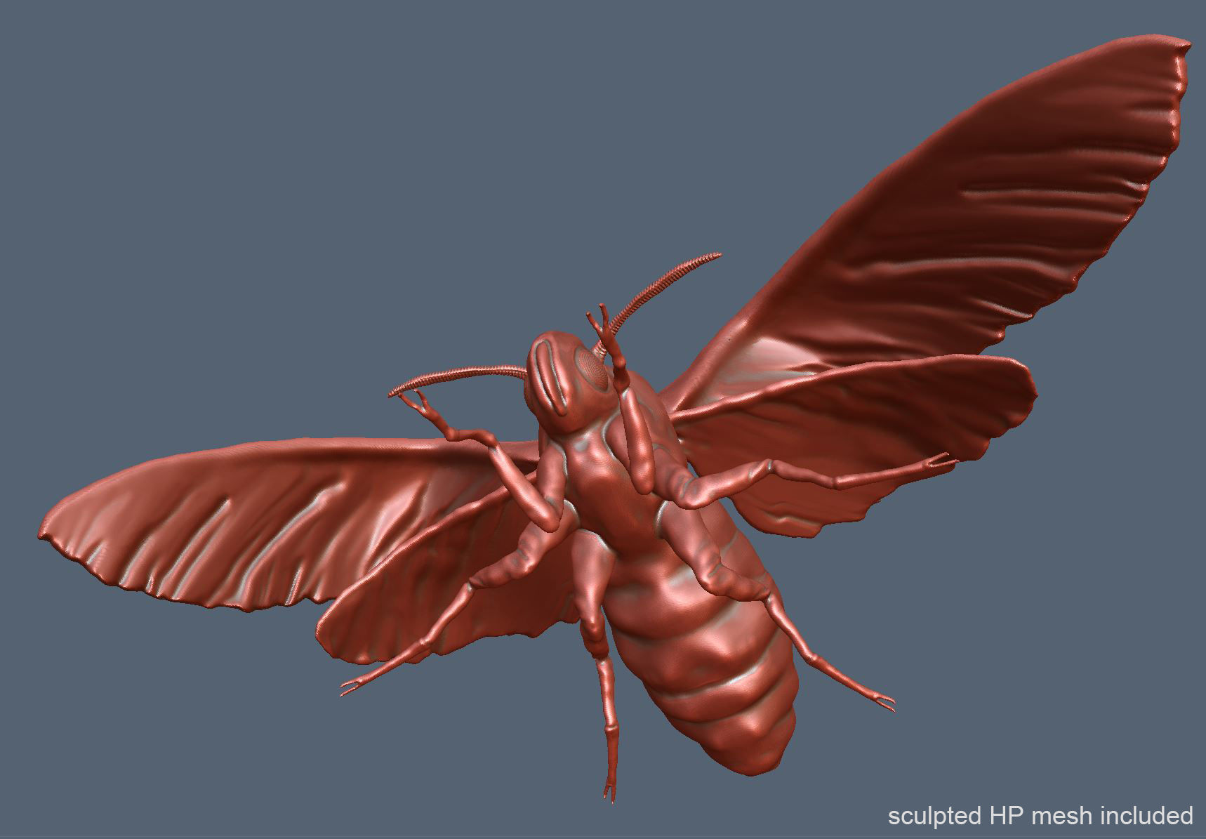 Acherontia Atropos Death Head Hawk Moth PBR 3D model_10