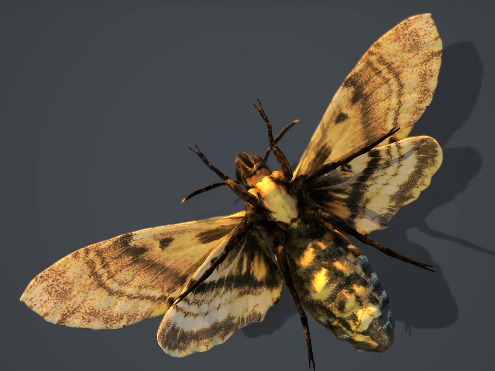 Acherontia Atropos Death Head Hawk Moth PBR 3D model_6