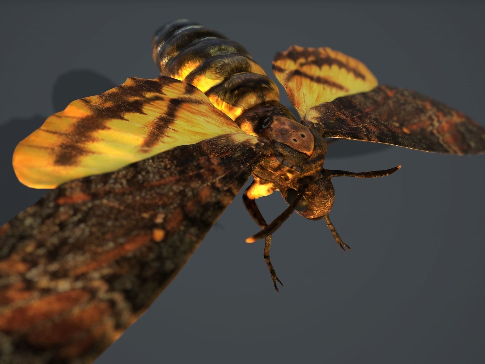 Acherontia Atropos Death Head Hawk Moth PBR 3D model_4