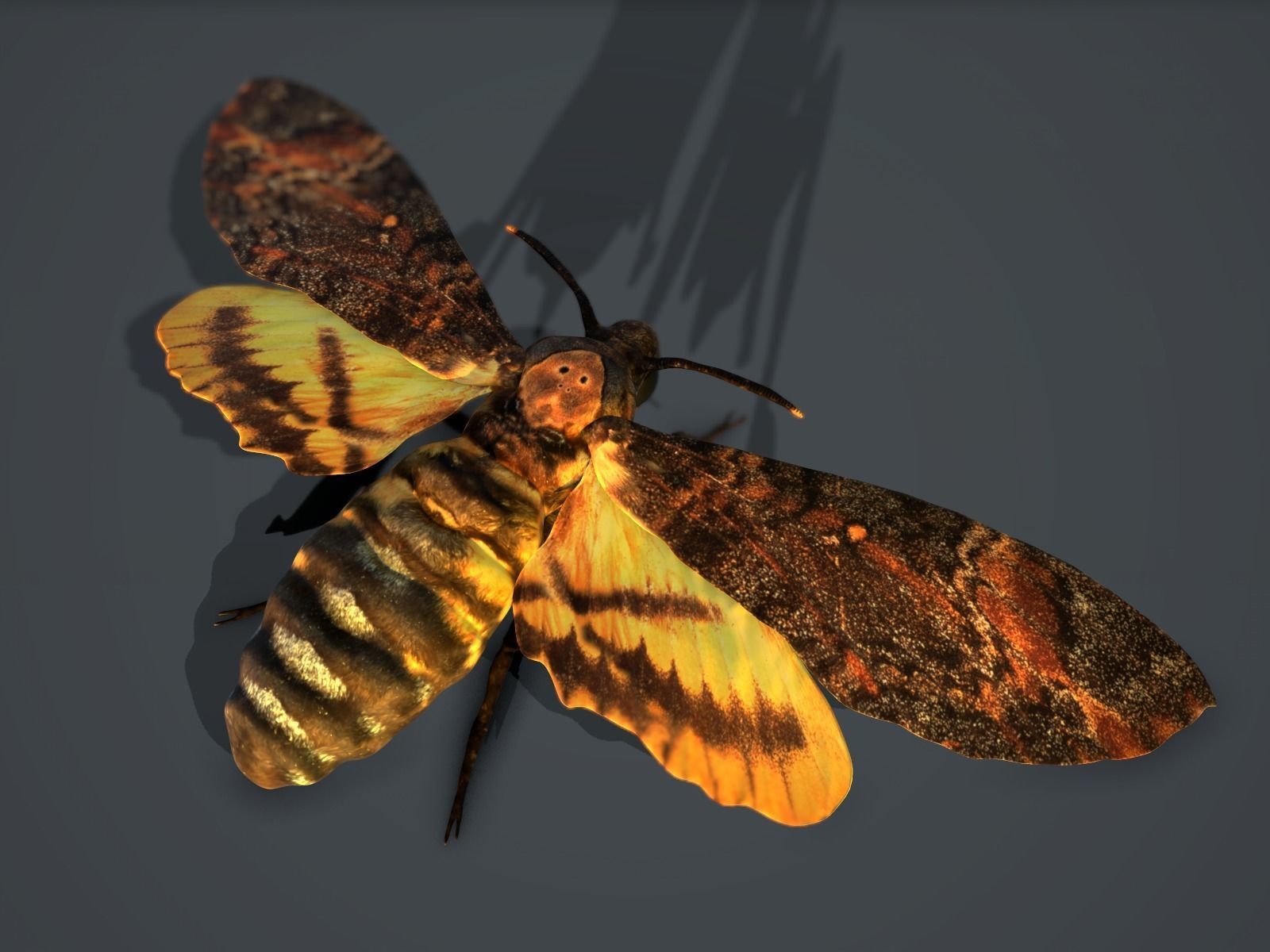 Acherontia Atropos Death Head Hawk Moth PBR 3D model_3