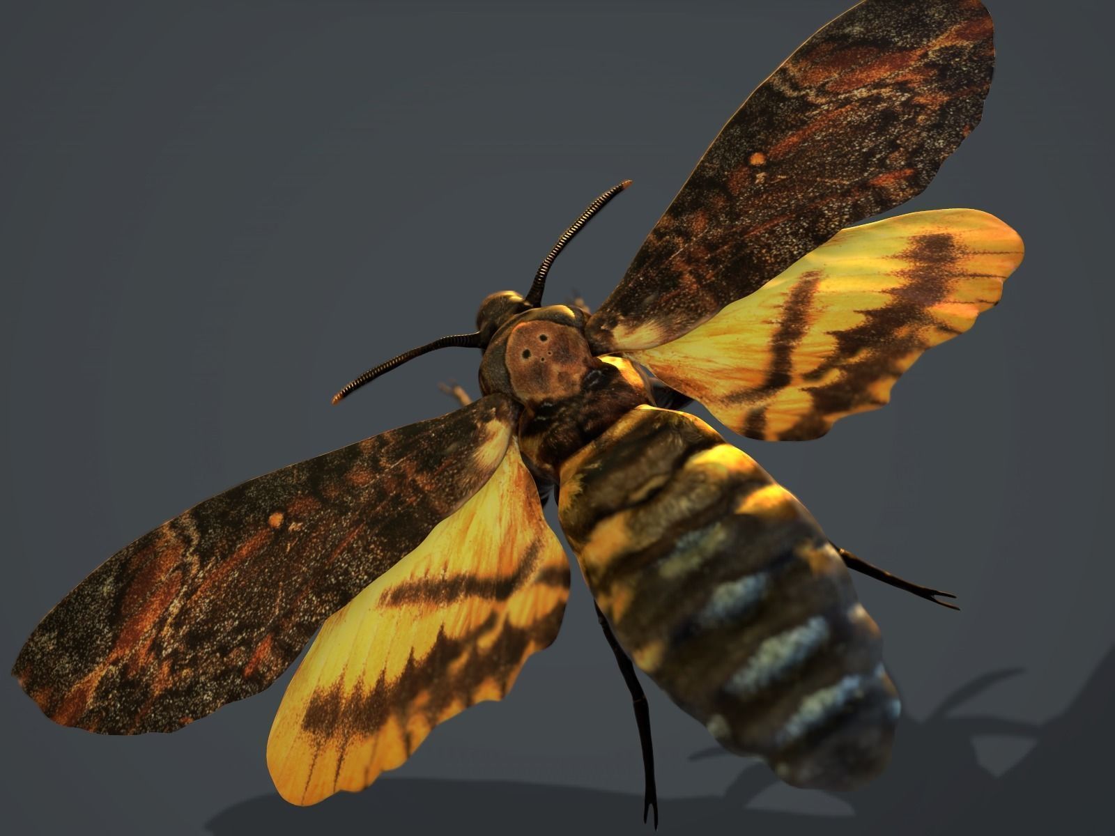 Acherontia Atropos Death Head Hawk Moth PBR 3D model_1