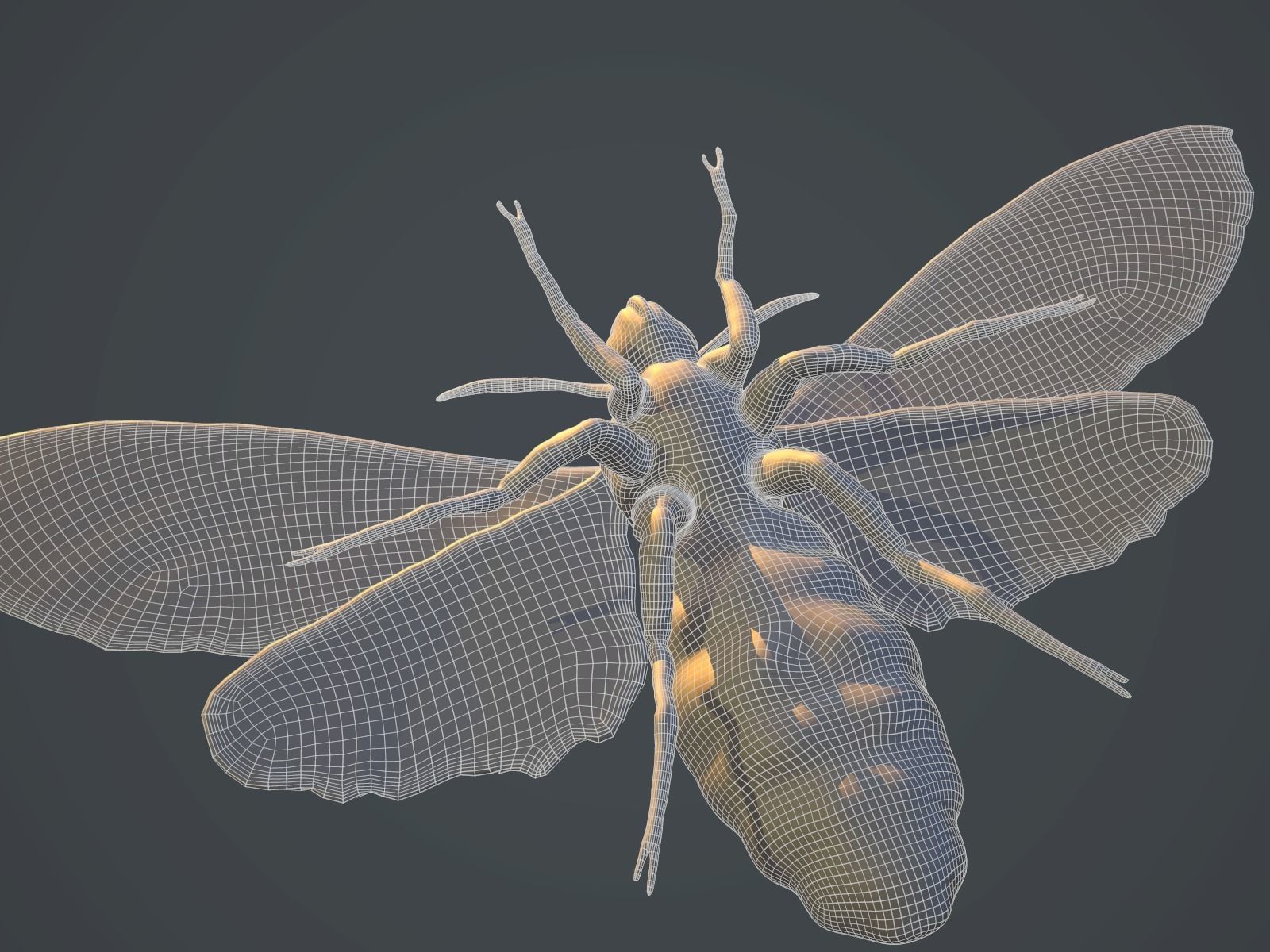 Acherontia Atropos Death Head Hawk Moth PBR 3D model_8