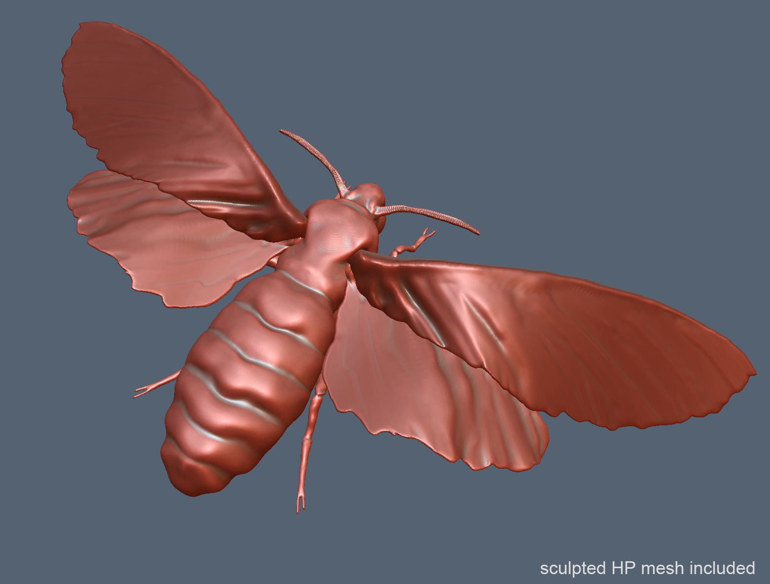 Acherontia Atropos Death Head Hawk Moth PBR 3D model_9