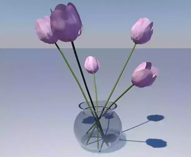 tulips in white and pink