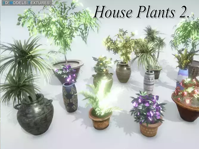 House Plants 2