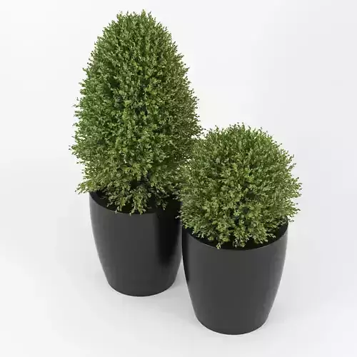Boxwood two plants pots
