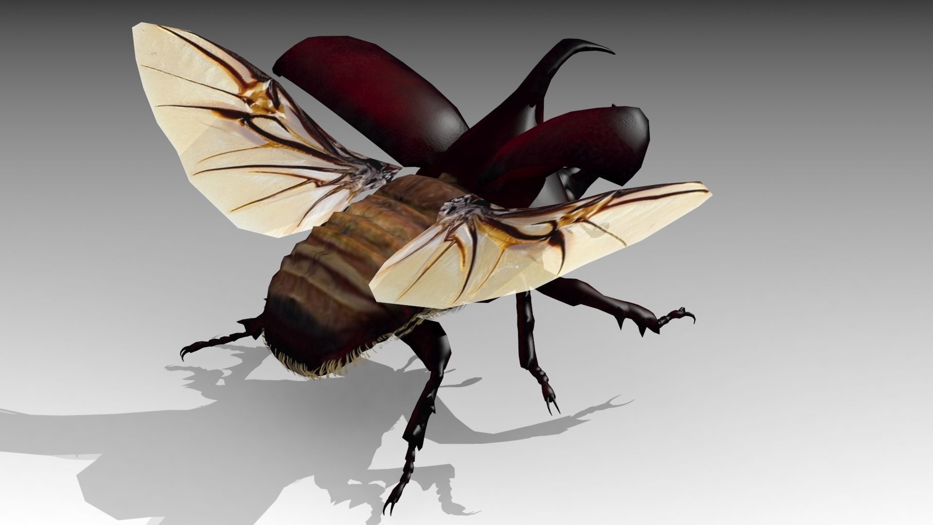 Rhinoceros Beetle Low-poly 3D model_4