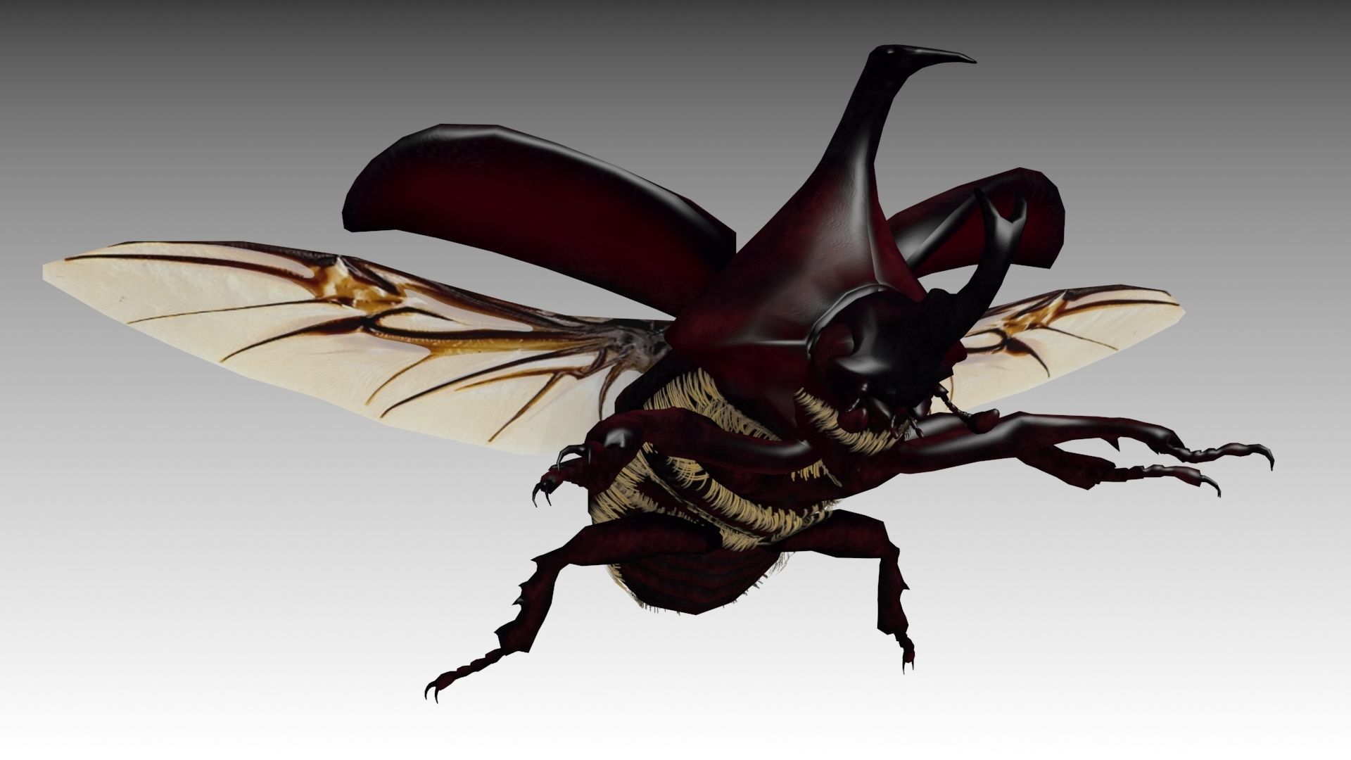 Rhinoceros Beetle Low-poly 3D model_8