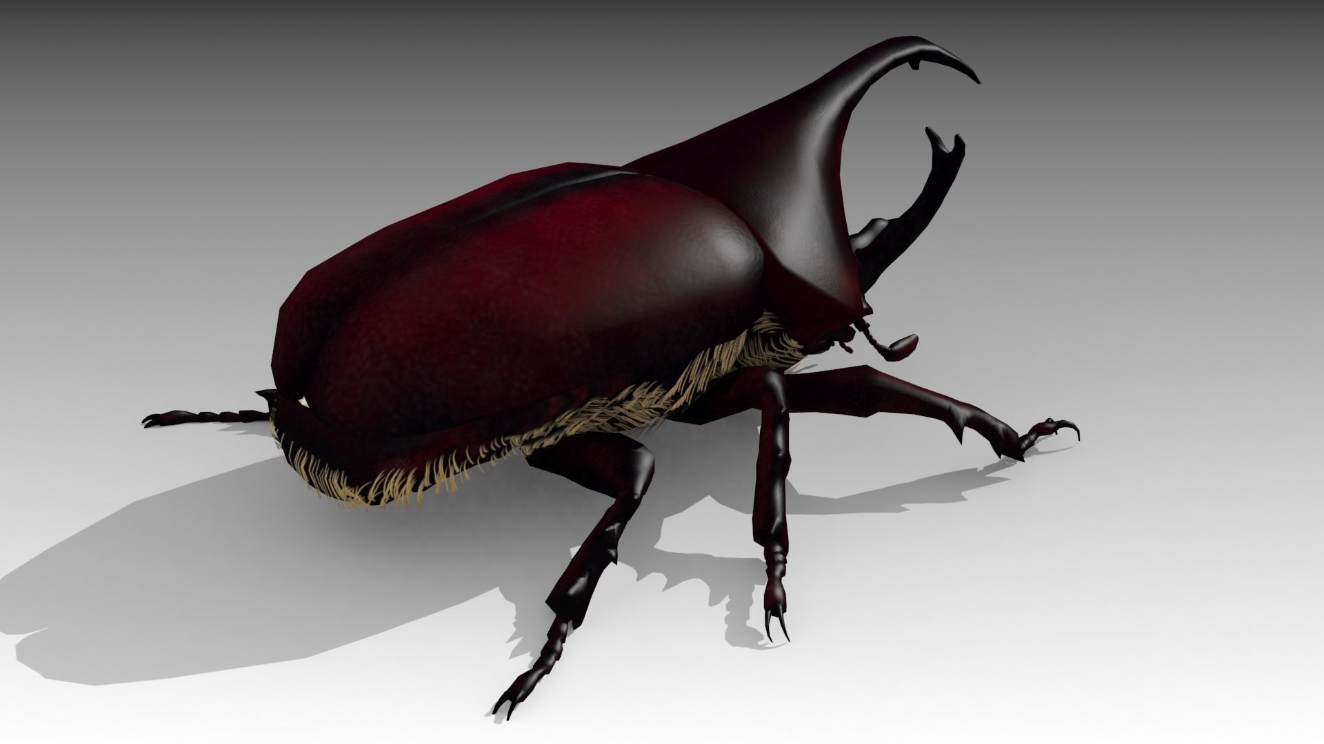 Rhinoceros Beetle Low-poly 3D model_5
