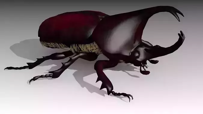 Rhinoceros Beetle