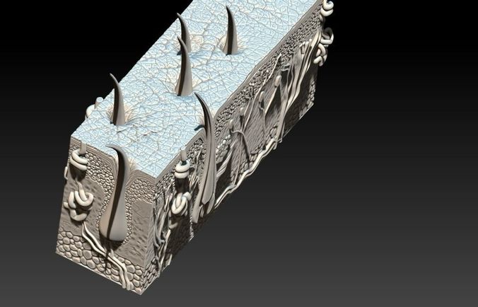 Human Skin Model 3D print model
